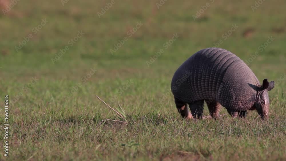 Nine-banded Armadillo foraging in short river edge grass at Barba Azul Nature Reserve, Beni. Bolivia2 Nine-banded Armadillo foraging in short river edge grass at Barba Azul Nature Reserve, Beni. Bolivia2