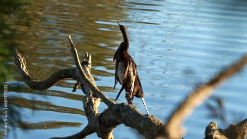 A wild Australian darter, anhinga novaehollandiae, perching on the branch in a freshwater lake, drying up its wings feathers under sunlight, slow motion close up shot showcasing the bird species. photo