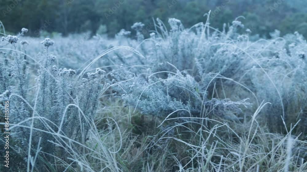 Frosty grass on a valley floor in the Australian mountains. Frosty grass on a valley floor in the Australian mountains.