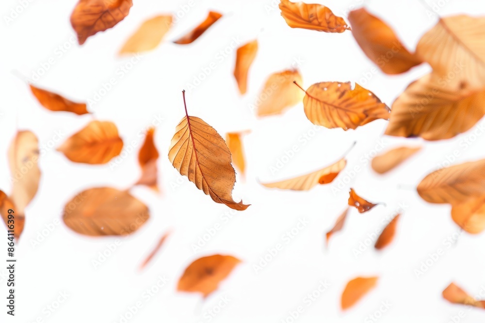Autumn leaves falling in the air on white background Autumn leaves falling in the air on white background