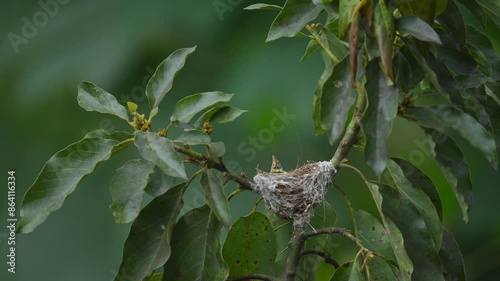 a Common iora aegithia tiphia bird chick is in the nest looking hungry, waiting for its mother to come with food photo