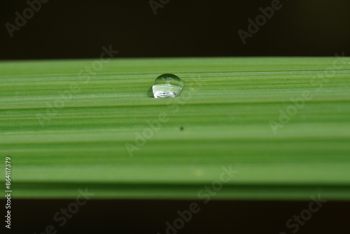 dew drops on a green leaf with natural lighting during the day