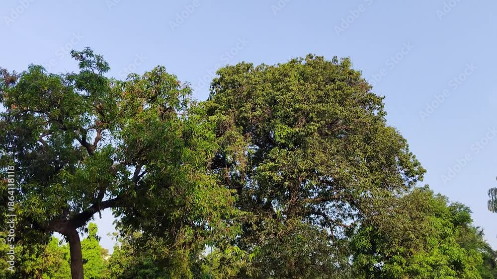 Steady shot of green trees from below in the morning, Sunrays and blue sky in background. Steady shot of green trees from below in the morning, Sunrays and blue sky in background.