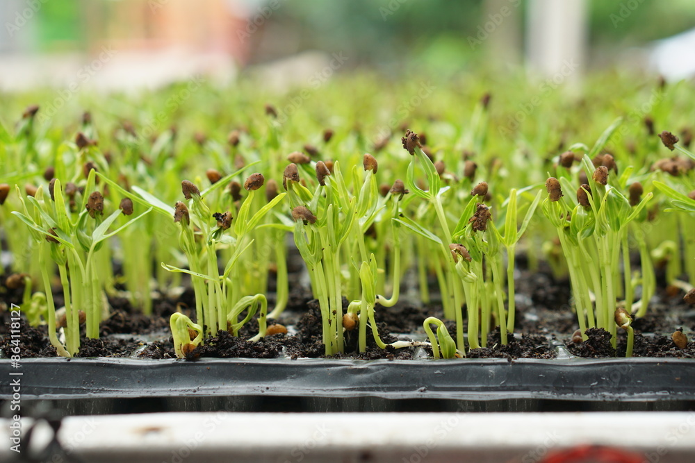 kangkung or water spinach, 3 day old hydroponic water spinach sprout seeds on a hydroponic seedling tray board kangkung or water spinach, 3 day old hydroponic water spinach sprout seeds on a hydroponic seedling tray board