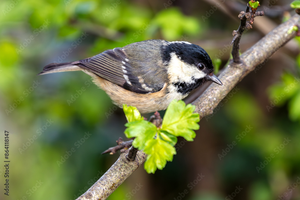 Coal Tit (Periparus ater) - Commonly Found in Europe and Asia Coal Tit (Periparus ater) - Commonly Found in Europe and Asia
