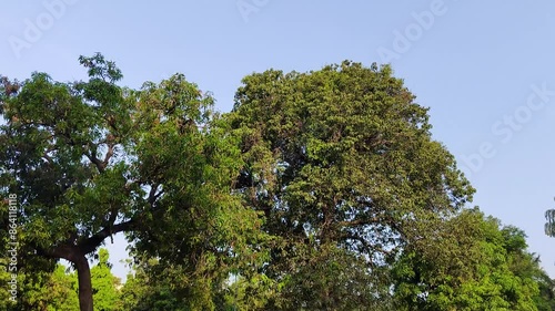 Wallpaper Mural Steady shot of green trees from below in the morning, Sunrays and blue sky in background. Torontodigital.ca
