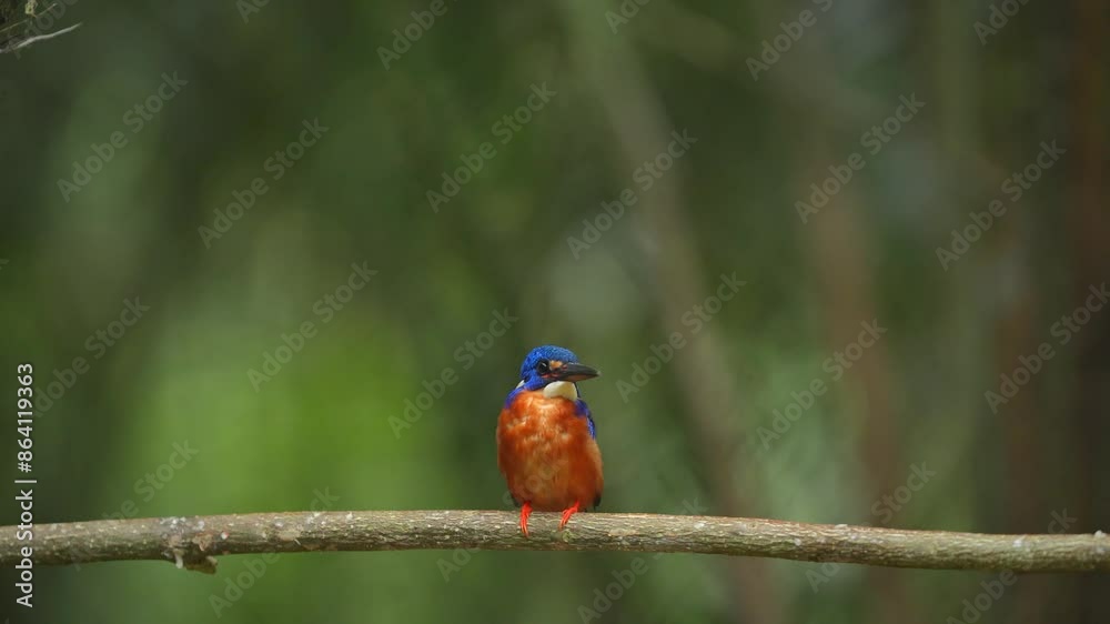 a Blue-eared kingfisher bird was observing the surrounding situation from the top of a tree a Blue-eared kingfisher bird was observing the surrounding situation from the top of a tree