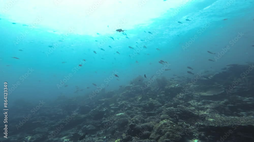 A serene underwater scene capturing a vibrant coral reef teeming with diverse marine life. Filmed from low-angle in the crystal-clear waters of the Great Barrier Reef, Australia. A serene underwater scene capturing a vibrant coral reef teeming with diverse marine life. Filmed from low-angle in the crystal-clear waters of the Great Barrier Reef, Australia.