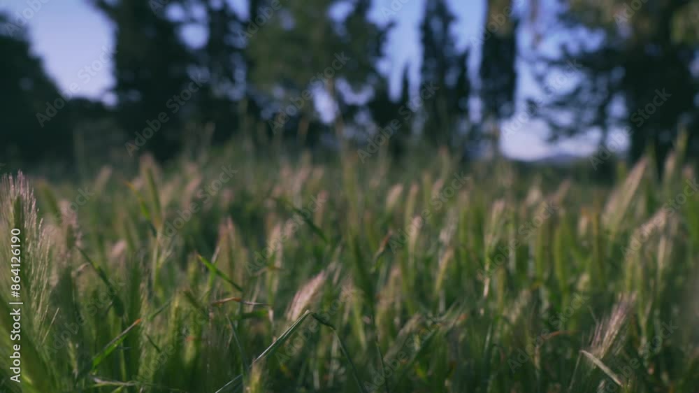 Close up slow angle shot of field of wheat, selective focus on the foreground, forest in the background, sun flares across the shot 4k Close up slow angle shot of field of wheat, selective focus on the foreground, forest in the background, sun flares across the shot 4k