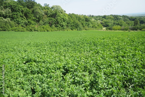 Field green clover. Organized planting of clover. Clover Trifolium, plants in legume family Fabaceae, Moth Faboideae. Agricultural crop honey plant, fodder plant, green manure. Fruska Gora, Serbia photo