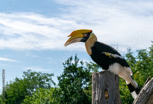 Rhinoceros Hornbill against a Blue Sky