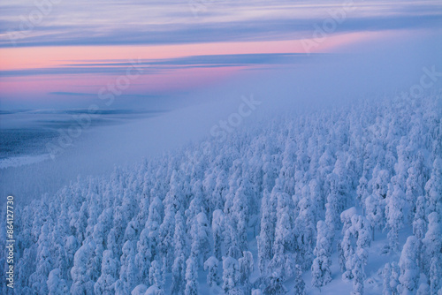 Aerial view of a forest completely covered in snow during a blue hour in Finnish Lapland, Finland, Europe photo