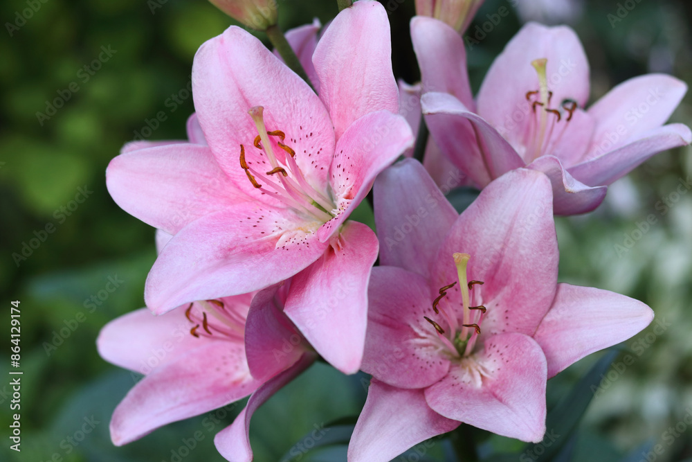 Fototapeta premium Close-up of pink lilies with delicate petals and green blurred background. Multiple lily flowers in various stages of bloom, showing intricate details of lily stamens and pistils