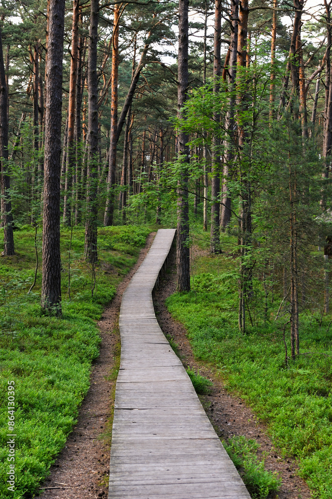 Pathway through the coastal pine forest in Ragakapa Nature Reserve, Lielupe area, Jurmala, Gulf of Riga, Latvia, Baltic region, Europe