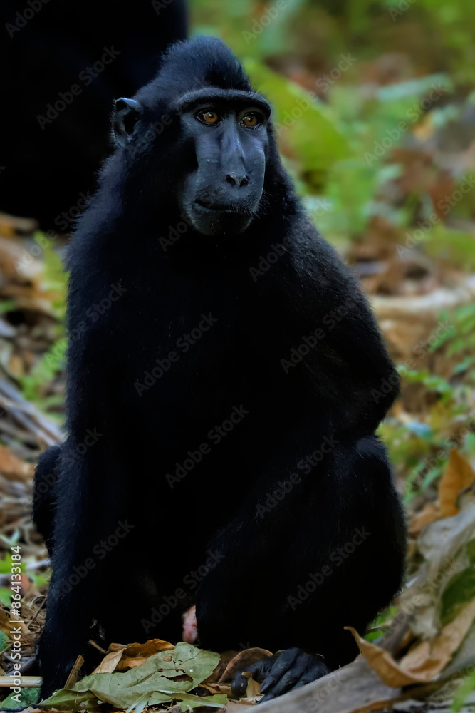 Crested black macaque (Macaca nigra) a native ape-like monkey with striking eyes, face and hair tuft, Tangkoko Reserve, Minahasa, N Sulawesi, Indonesia, Southeast Asia, Asia Crested black macaque (Macaca nigra) a native ape-like monkey with striking eyes, face and hair tuft, Tangkoko Reserve, Minahasa, N Sulawesi, Indonesia, Southeast Asia, Asia