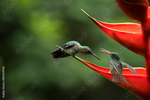 Hummingbirds, Lowland rainforest, Sarapiqui, Costa Rica, Central America photo