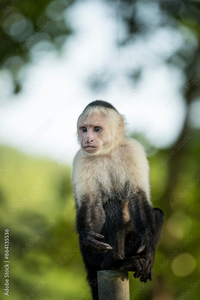 Capuchin Monkeys at Manuel Antonio Beach, Manuel Antonio National Park, Puntarenas Province, Costa Rica, Central America Capuchin Monkeys at Manuel Antonio Beach, Manuel Antonio National Park, Puntarenas Province, Costa Rica, Central America