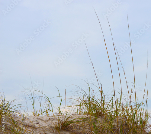 Grass on white sand beach