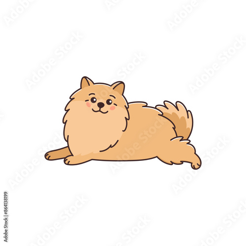 Cute Pomeranian spitz dog. Funny pet lying, relaxing. Small puppy, animal of Pom breed smiling. Vector illustration isolated on white background