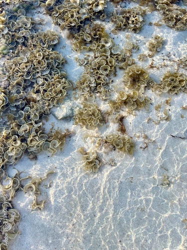 Plants and stones in the water 