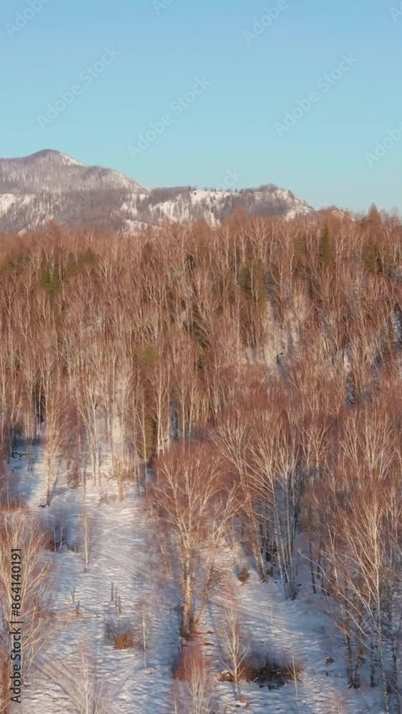 Aerial view of beautiful snow forrest during winter Aerial view of beautiful snow forrest during winter