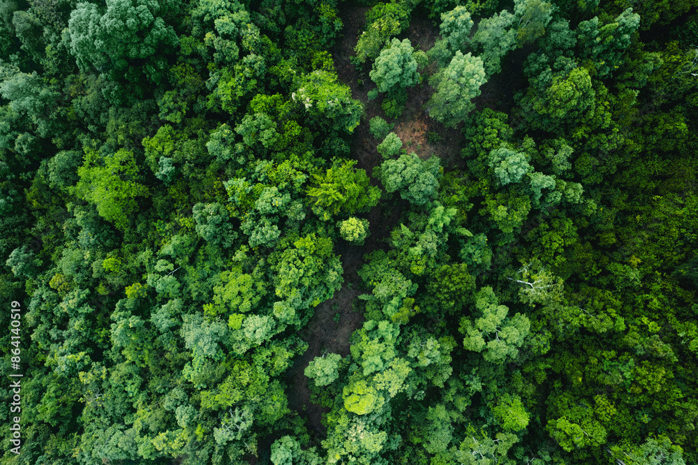 Fototapeta premium Tropical green forest in the rainy season from above,Aerial view,concept of environmental ecology