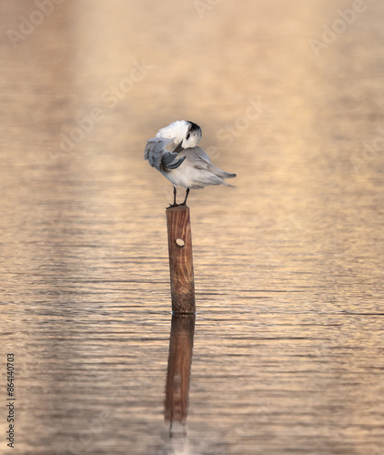 Wintering Sandwich tern Thalasseus sandvicensis, preening, Salina Nature Reserve, Malta, photo