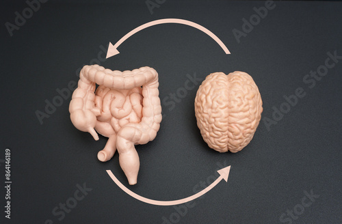 Neural-Digestive System Connection Diagram with Circular Arrows
