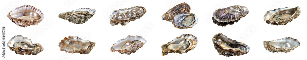 Twelve open oyster shells displayed, cut out - stock png. Twelve open oyster shells displayed, cut out - stock png.