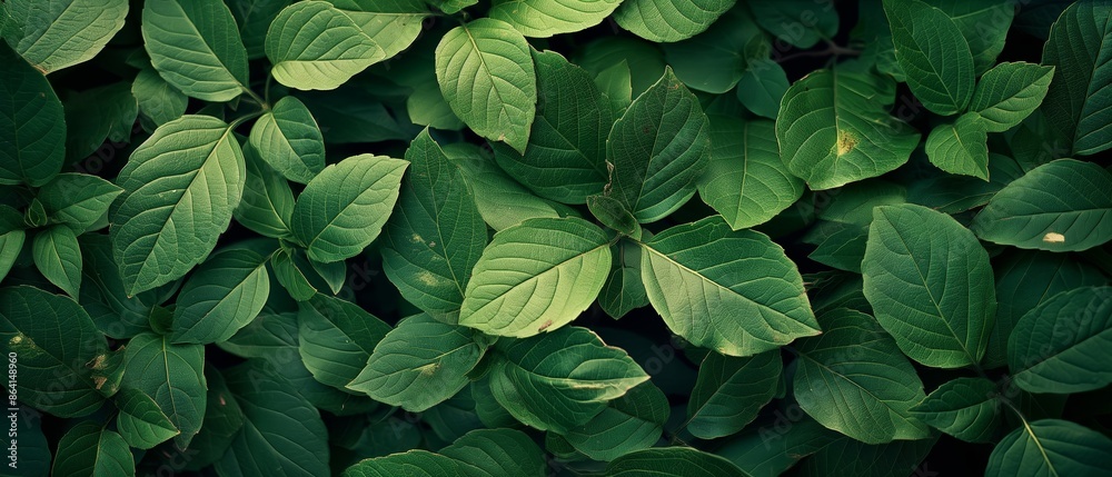 A close up of green leaves with some water droplets on them