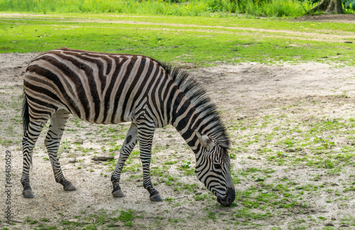 Graceful Zebras in the Zoo photo