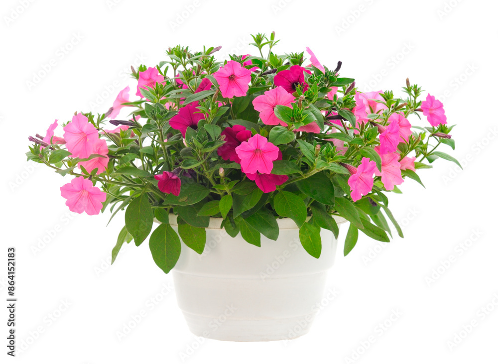 Bouquet of flowers petunia in a pot. Bouquet of flowers petunia in a pot.