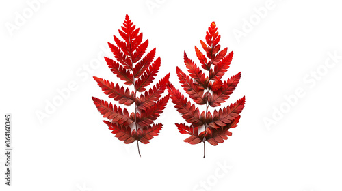 two red leaves of common bracken positioned upwards on a transparent background