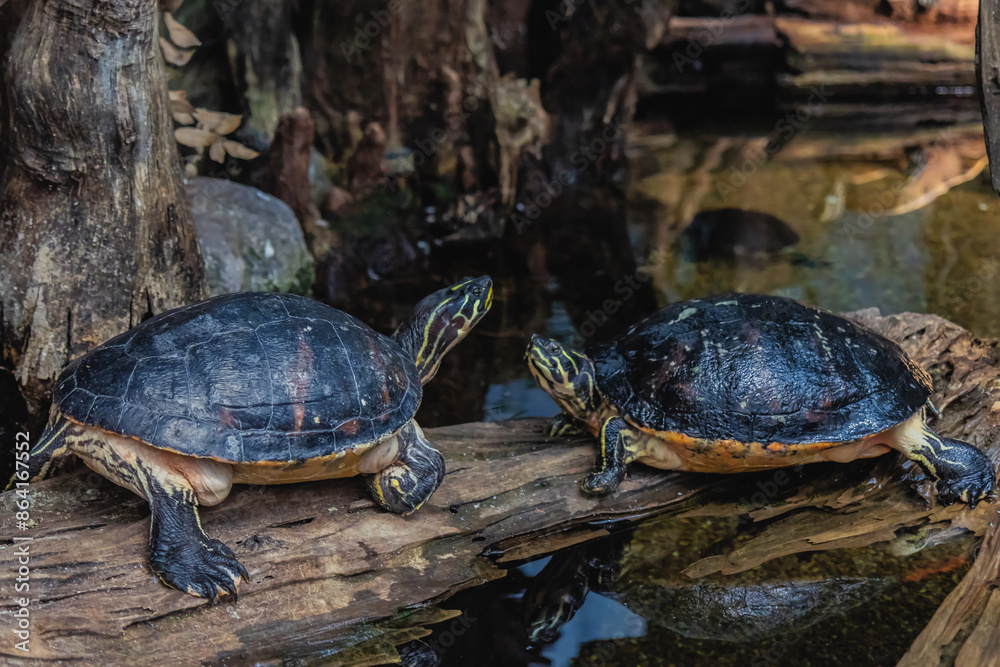 two American box turtles resting together on a log out of water two American box turtles resting together on a log out of water