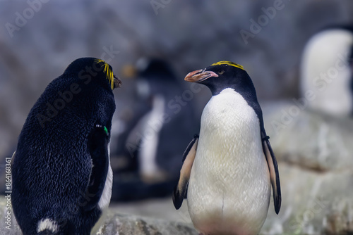 two penguins on the rocks at exhibit in aquarium or zoo closeup