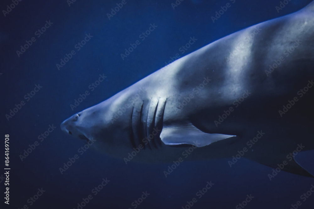 Fototapeta premium closeup of sand tiger shark swimming underwater away from camera