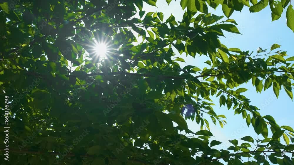 The sun shines through the open trees of many green trees The sun shines through the open trees of many green trees