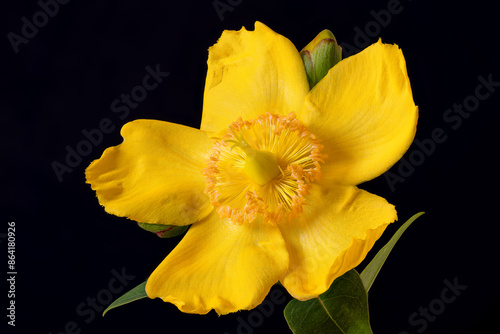 Vászonkép Focus stacked macro closeup image of a yellow St John’s Wort (Hypericum × hidcot