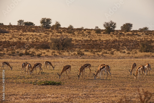 A herd of Sprinbok grazing on a dry desert riverbed 4385