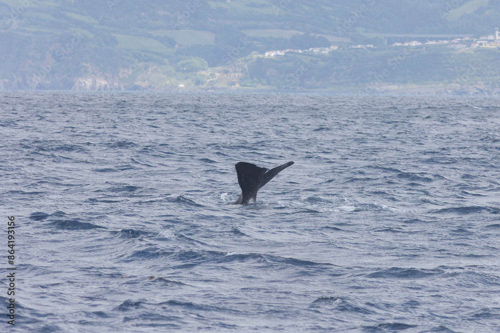 Fototapeta premium A whale is swimming in the ocean with its tail flapping