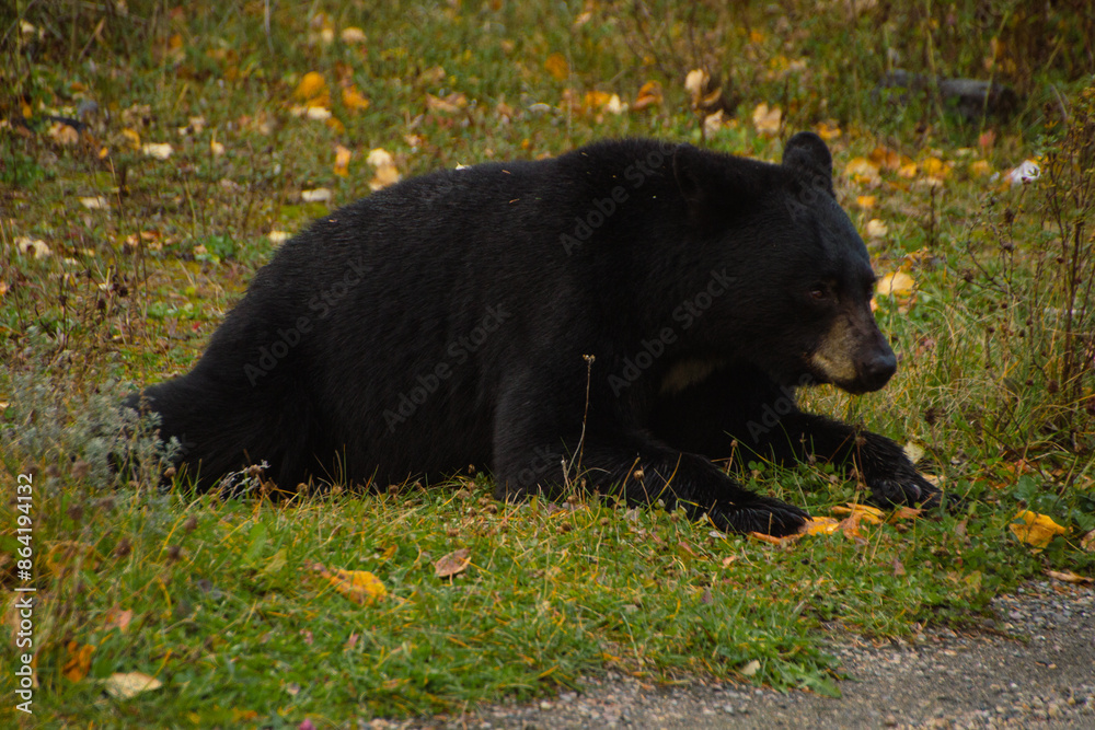 Fototapeta premium Brown bear eating in the grass