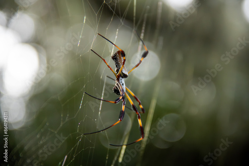 Spider on the web photo