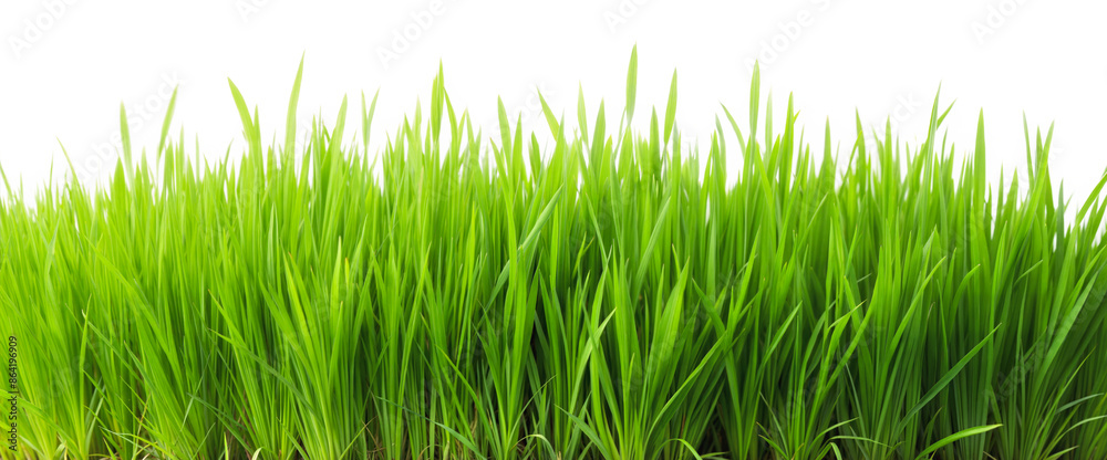 Fototapeta premium Lush green grass landscape