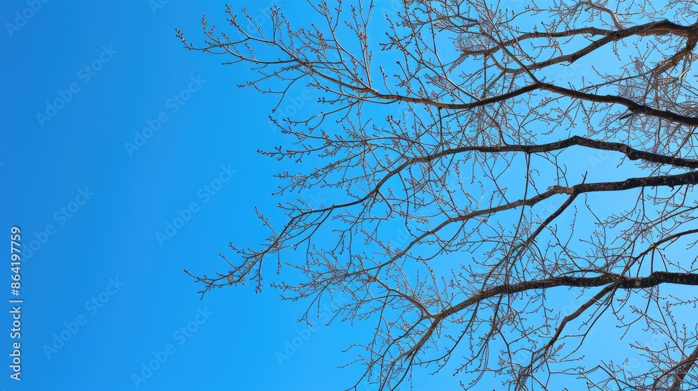 Bare tree branches outlined against a bright blue sky Bare tree branches outlined against a bright blue sky