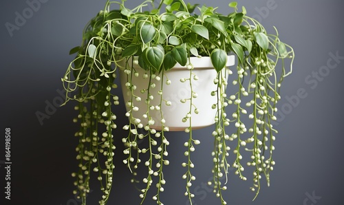 Hanging Plant with White Buds and Green Leaves