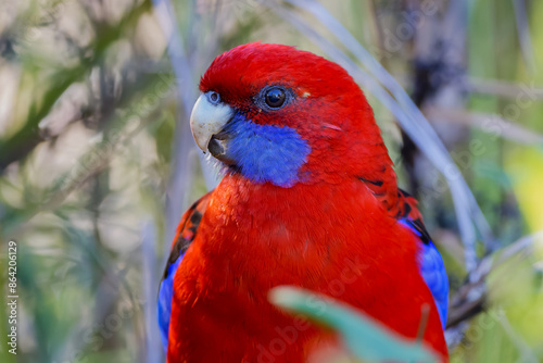 Portrait of a crimson rosella