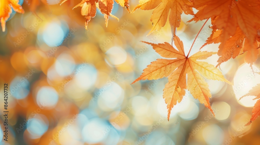 orange tree leaf in autumn with blur background orange tree leaf in autumn with blur background