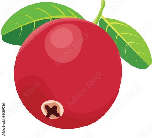Single Cranberry Fruit or Red Berry Fruit Illustration