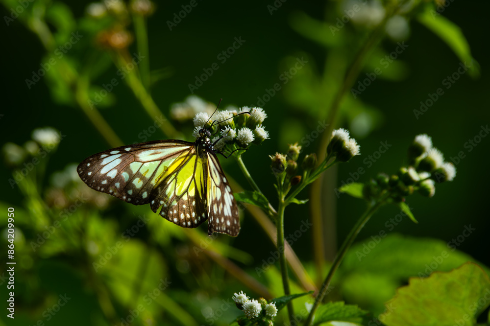 Yellow glassy tiger butterfly parantica aspasia, perching on white bush flower, natural bokeh background Yellow glassy tiger butterfly parantica aspasia, perching on white bush flower, natural bokeh background