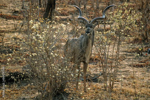 Petit koudou , Tragelaphus imberbis, mâle, Parc national de Ruaha, Tanzanie photo